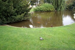 Koi Fish Pond next to Eiffel Tower.jpg