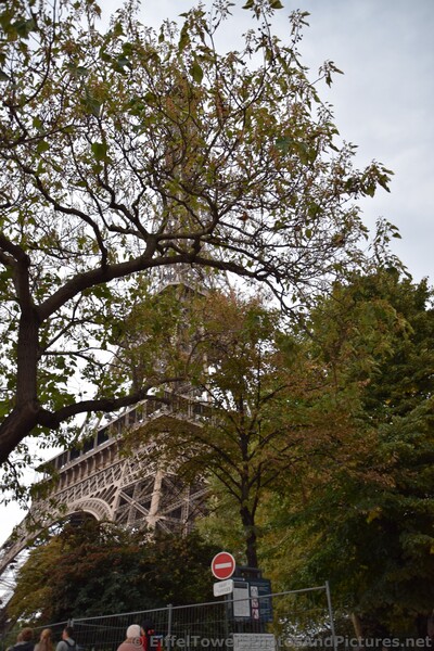 Leaves of Autumn blocking view of Eiffel Tower.jpg