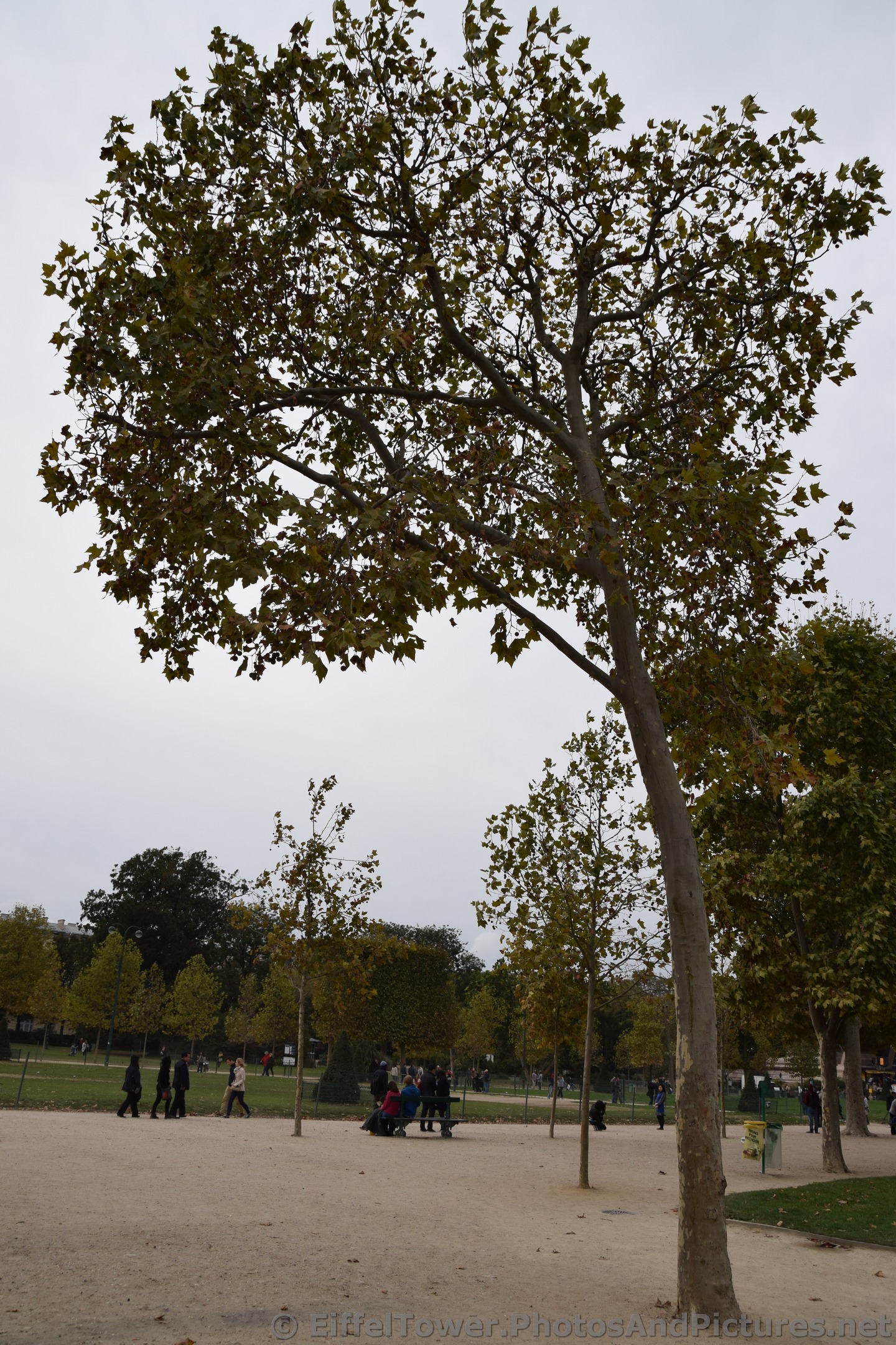 Autumn Tree at Champ de Mars Park in Paris.jpg