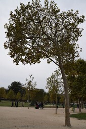 Autumn Tree at Champ de Mars Park in Paris.jpg