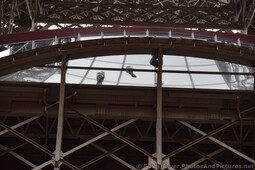 Guests walking on transparent glass on Level One of Eiffel Tower.jpg
